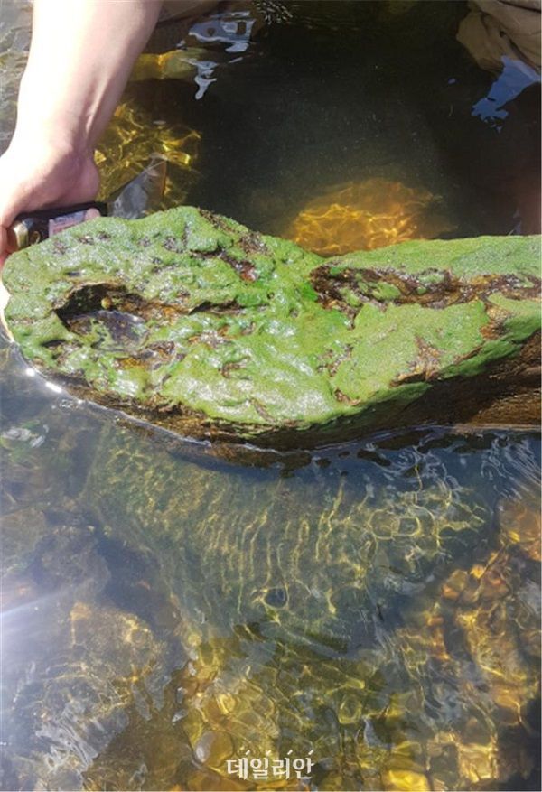 민물해면 모습. ⓒ국립낙동강생물자원관