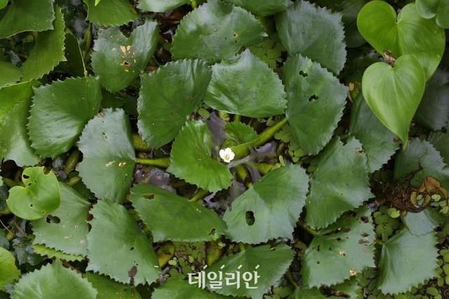 마름 모습. ⓒ국립낙동강생물자원관(사진 제공 김진석 씨)