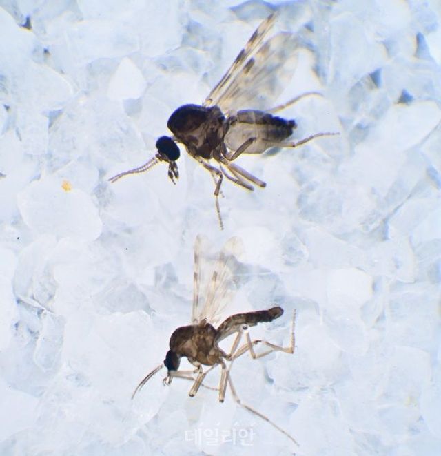 독도점등에모기 성충 모습. ⓒ국립생물자원관