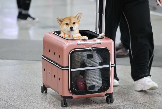 한 반려견이 전용 캐리어로 이동하고 있다. ⓒ연합뉴스