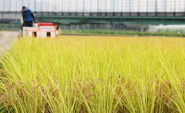 경기도 화성시 경기도농업기술원에서 관계자가 콤바인으로 벼를 베고 있다. ⓒ연합뉴스