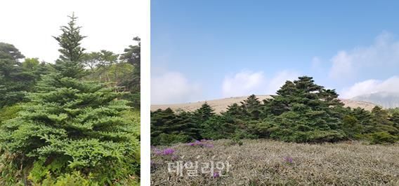 한라산 구상나무 모습. ⓒ국립생물자원관
