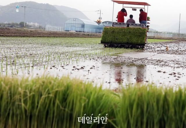 지난 4월 14일 오전 부산 강서구 들녘에서 농기계를 이용해 부산 첫 모내기를 하는 모습.ⓒ뉴시스