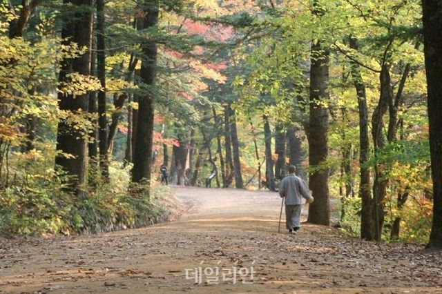 오대산 전나무숲 암자체험 가을 길 걷기 모습. ⓒ국립공원공단
