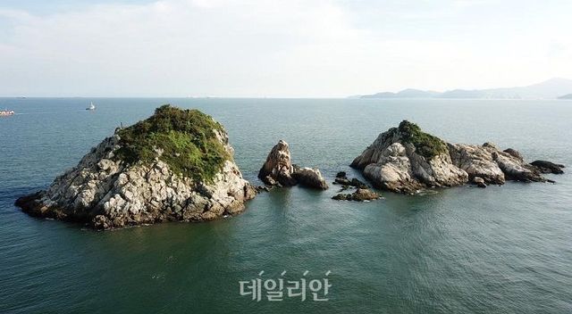 경남 거지시 인근 섬에서 발견한 덩굴옻나무 집단 군락지 모습. ⓒ환경부