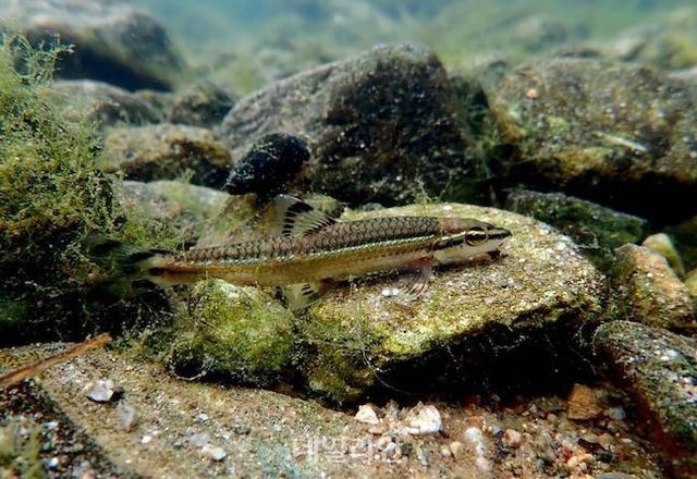 지난 2015년에 밝혀진 우리나라 고유 잉어과 물고기인 신종 ‘참쉬리’ ⓒ국립낙동강생물자원관