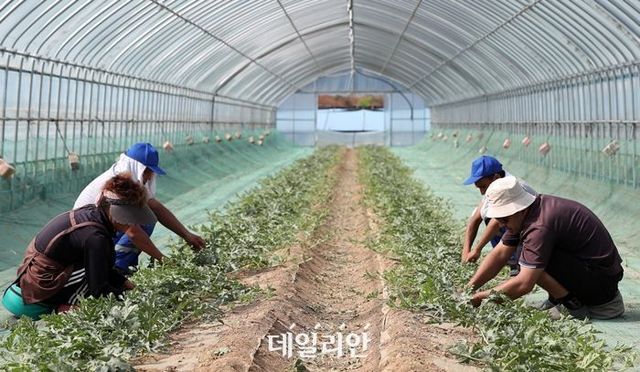 강원 양구군 수박 재배 농가에서 일손을 돕고 있는 우즈베키스탄 계절근로자들. ⓒ연합