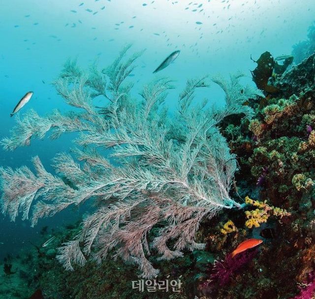 국립공원공단이 16일부터 공개하는 ‘함께 해(海) 국립공원 온라인 화보집(E-Book)’ 일부. ⓒ국립공원공단