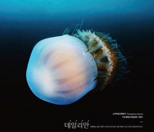 국립공원공단이 16일부터 공개하는 ‘함께 해(海) 국립공원 온라인 화보집(E-Book)’ 일부. ⓒ국립공원공단