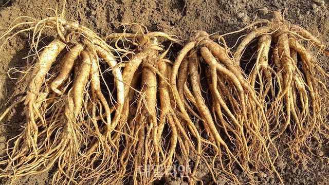 농촌진흥청이 올해 20작목을 보급하는 내용의 약욕작물 우수 종자 보급 계획을 발표했다. 사진은 도라지 모습. ⓒ농촌진흥청