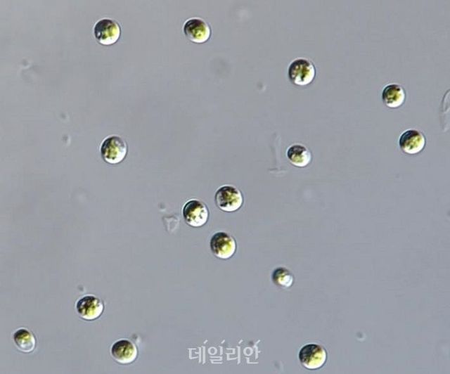 간암 세포 성장 억제 효과를 가진 것으로 알려진 담수 미세조류 일종인 클로렐라 소로키니아나 모습. ⓒ국립낙동강생물자원관