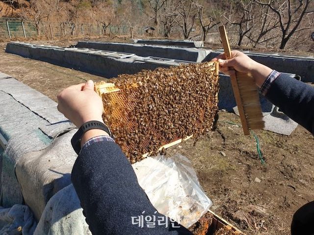 농가에서 꿀벌응애류를 예방하기 위해 벌무리 상태를 확인하고 있다. ⓒ농촌진흥청