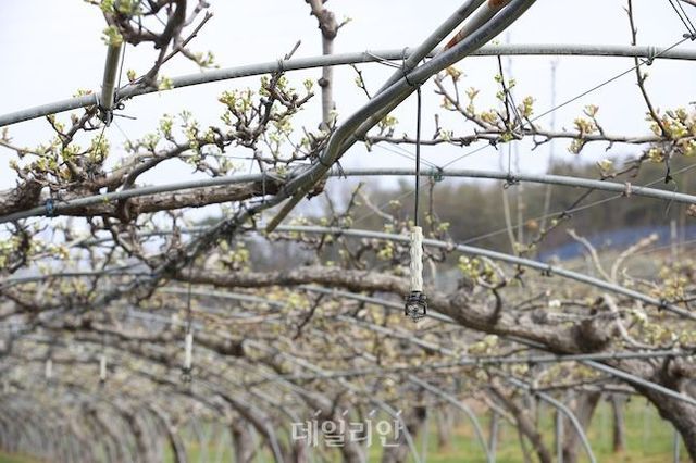 저온피해를 예상하기 위한 미세살수장치. ⓒ농촌진흥청
