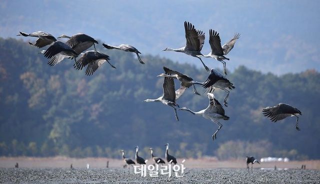 순천시 흑두루미 국제 사진 공모전에서 입선한 흑두루미 사진(이오남 작). ⓒ순천시