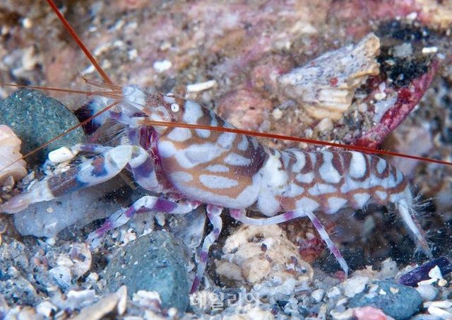 국립생물자원관이 최근 연구를 통해 국내 서식을 확인한 