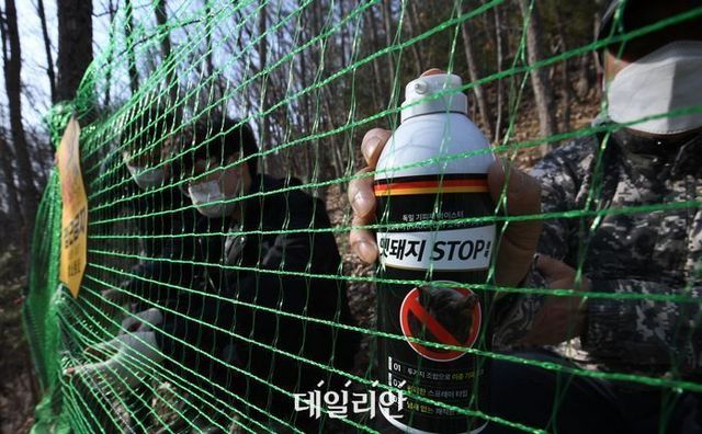 야생멧돼지 추가 유입을 차단하기 위해 그물망 설치 및 멧돼지 기피제 살포작업을 하고 있다. ⓒ뉴시스