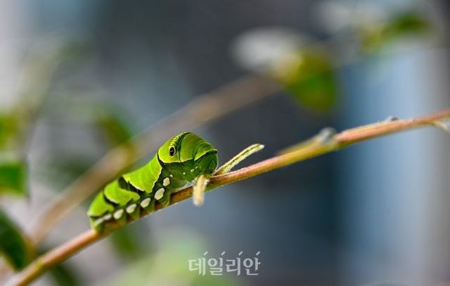 국립농업과학원 나비생태관에서는 다양한 나비와 애벌레를 관찰할 수 있다. ⓒ데일리안 배군득 기자