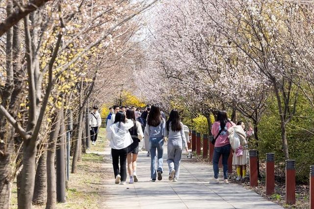 여의도 봄꽃 축제 현장. ⓒ영등포구
