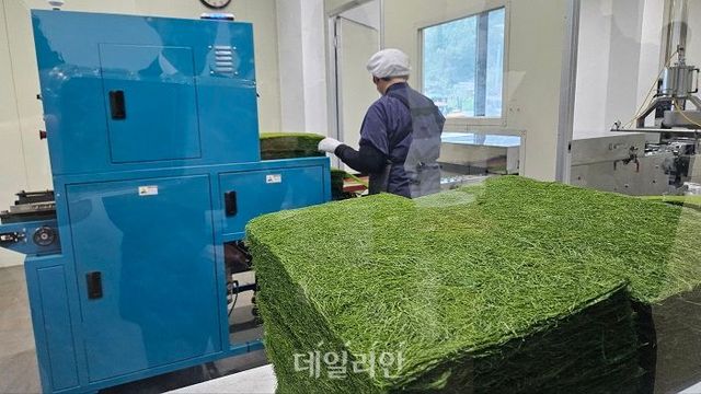 해품감태영어조합법인에서 감태 제품을 생산하는 모습. ⓒ공동취재단