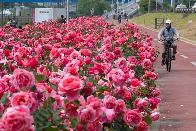 서울 중랑구 중랑천변에 조성된 장미꽃밭 옆으로 자전거를 탄 시민들이 길을 지나고 있다. ⓒ데일리안 홍금표 기자
