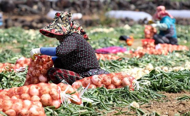 제주 서귀포시 대정읍 영락리 일원에서 농민들이 올해 첫 조생양파를 수확하고 있다. ⓒ뉴시스