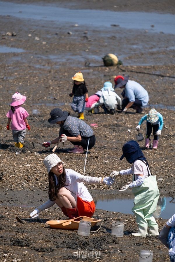 관광객들이 중리어촌체험마을에서 바지락을 캐고 있다. ⓒ한국어촌어항공단