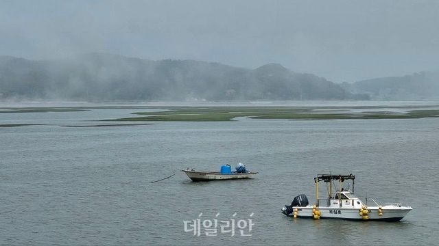 어선들 뒤로 갯벌 위에 널린 감태가 보이고 있다. ⓒ공동취재단