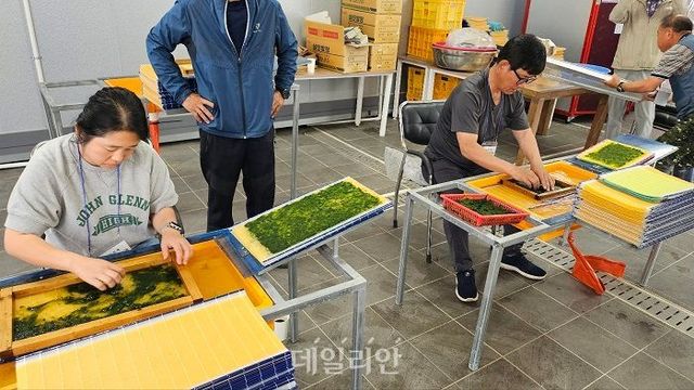 귀어인인 학교 수강생들이 직접 감태를 손질하고 있다. ⓒ공동취재단