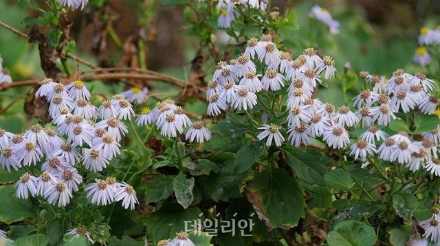 추산쑥부쟁이 모습. ⓒ국립생물자원관