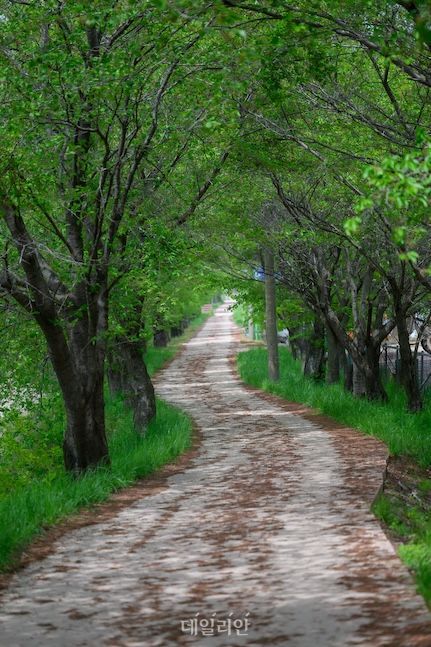 삼산마을에서 행정마을로 들어서면 만나는 벚꽃길. 운봉백두대간의 숨은 명소다. ⓒ데일리안 배군득 기자