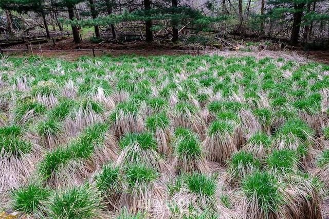정령치습지는 고산습지로 보존가치가 높다. 이 곳에 자생하는 동식물들 역시 생태적으로 보존이 필요하다. ⓒ데일리안 배군득 기자