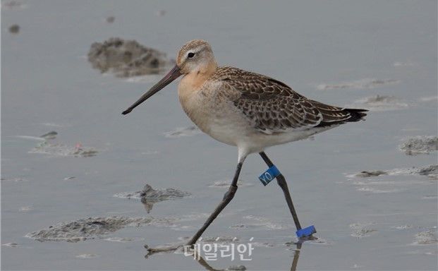 일본에서 가락지가 부착된 도요새(흑꼬리도요)의 국내 관찰 모습.(사진: 이재범) ⓒ국립생물자원관