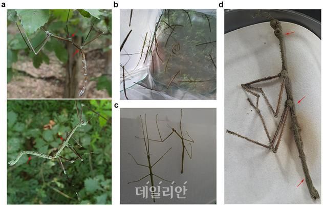 녹강균에 감염된 대벌레 사진. ⓒ국립생물자원관