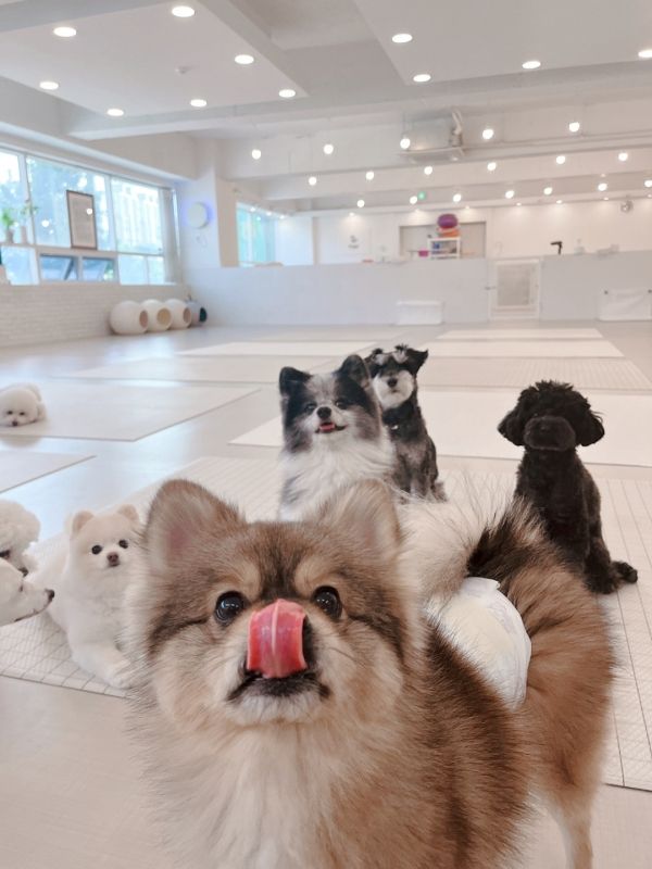 반려견 유치원 ‘안녕하개’를 운영하면서 찾은 페인 포인트를 바탕으로 배재원 대표는 긍정 강화 반려견 교육 브랜드 ‘강아지풀’을 론칭했다. ⓒ강아지풀