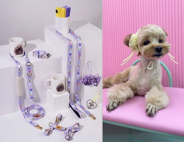 반려동물 헬스케어 브랜드 페티그램은 반려견들의 귀 질환 예방과 청결 유지를 돕는 ‘이어슈슈’를 비롯해 다양한 제품을 판매하고 있다. ⓒ페티그램