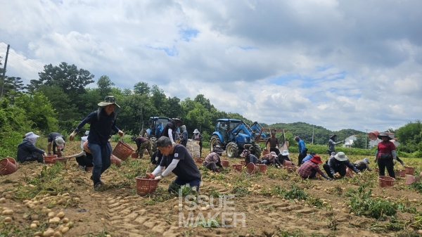 조합장이 되자마자 진광주 조합장이 한 일이 바로 감자특화사업이다. 지역의 특산품인 감자를 안전하게 재배하고 생산하는 시스템을 정착시키고, 농협이 책임수매하며 조합원들에게 농협은 함께 하는 동반자임을 각인시켰다.