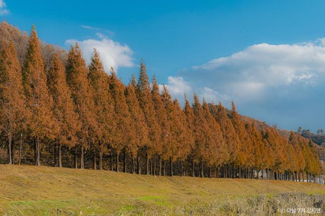 정안천생태공원은 길게 이어진 메타세콰이어 숲길 때문에 사시사철 사랑받는다. /사진=한국관광공사