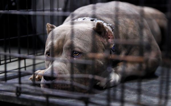 오는 27일부터 1년 간 맹견주와 맹견을 사육하려는 사람은 사육허가를 받아야 한다. 사진은 아메리칸 핏불테리어의 모습. /사진=로이터