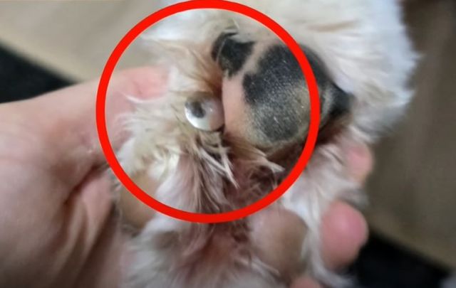 견주에게 양심을 품고 옥상에 압정을 깔아뒀다는 사연이 전해졌다. /사진=JTBC '사건반장'