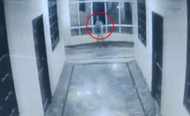 인도에서 한 남성이 강아지와 놀다가 창밖으로 추락해 사망했다. /사진=엑스(X·옛 트위터)