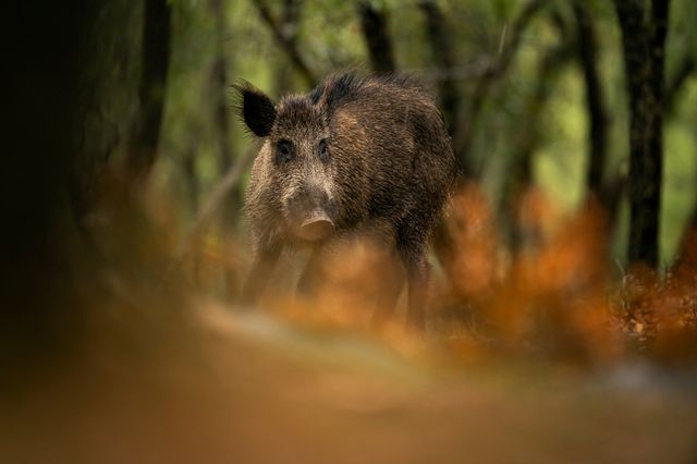 양산시 호포역에 100㎏가량 되는 멧돼지가 출몰해 1명이 다치고 역사 내 시설물이 파손되는 소동이 발생했다. 사진은 내용과 관련 없음. /사진=이미지투데이