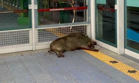 29일 오후 경남 양산에 출몰해 난동부린 멧돼지의 사체. /사진=뉴시스(경남소방본부 제공)