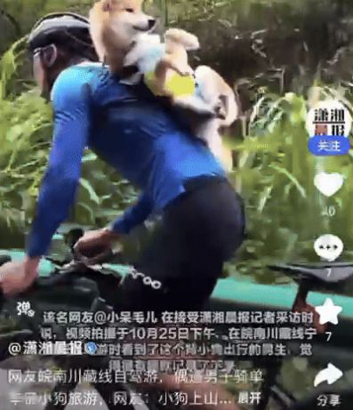 촬영자가 SNS에 올린 강아지 영상이 중국에서 큰 인기를 끌었다. 사진은 중국 SNS에서 화제가 된 강아지의 모습. /사진=샤오샹모닝뉴스 캡처
