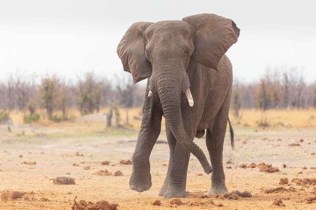 나미비아 등 남아프리카 국가들이 식량난을 겪자 코끼리 등 야생 동물들을 잡아 식량난에 대응하고 있다. 사진은 기사내용과 무관 /사진=이미지투데이