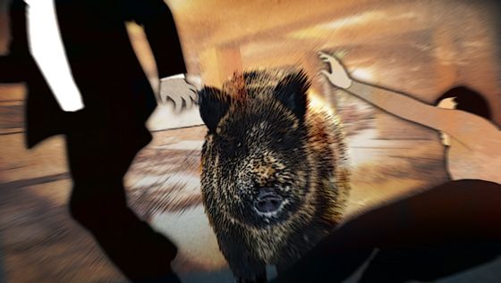 대전과 충남 당진 일대에 잇따라 멧돼지 떼가 나타나 소방당국이 추적하고 있다. /삽화=머니투데이