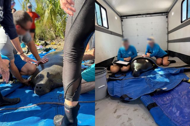 허리케인 헬렌의 영향으로 휩쓸려온 멸종 위기의 해양 포유류 '매너티'가 바다로부터 약 2.4㎞나 떨어진 미국 플로리다주의 한 연못에서 구조됐다. /사진=로우리 파크 동물원 페이스북 캡처