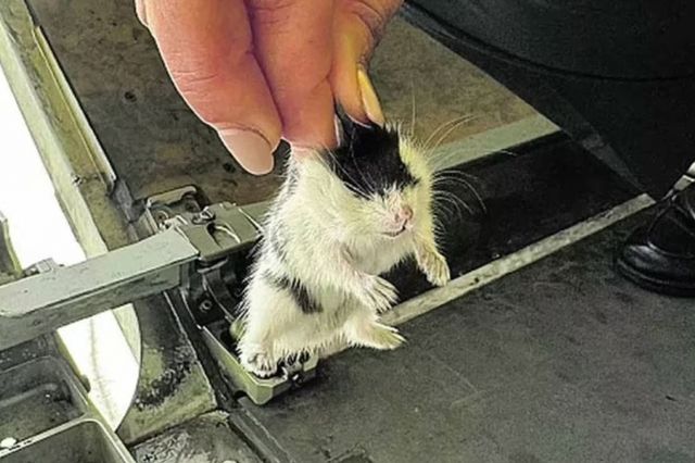 130마리가 넘는 햄스터가 항공기 화물칸에서 탈줄해 해당 항공기 운항이 5일 동안 중단되는 일이 벌어졌다./사진=TAP 포르투갈항공