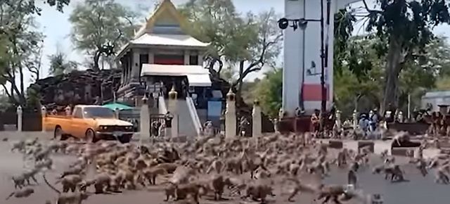 원숭이 200마리가 우리를 탈출해 경찰서를 습격하는 등 소동이 벌어졌다. /사진=유튜브 캡쳐