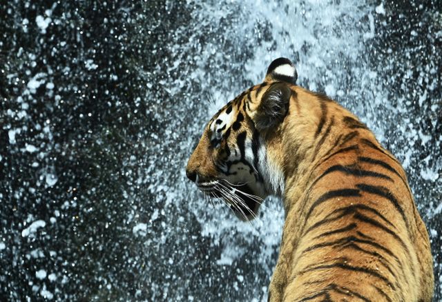 중국 동북 지역에 호랑이가 내려와 마을 주민을 공격했다. 사진은 지난 6월19일 경기 용인시 에버랜드 타이거밸리에서 한국 호랑이가 더위를 식히는 모습. 해당 기사와 상관없음. /사진=뉴시스