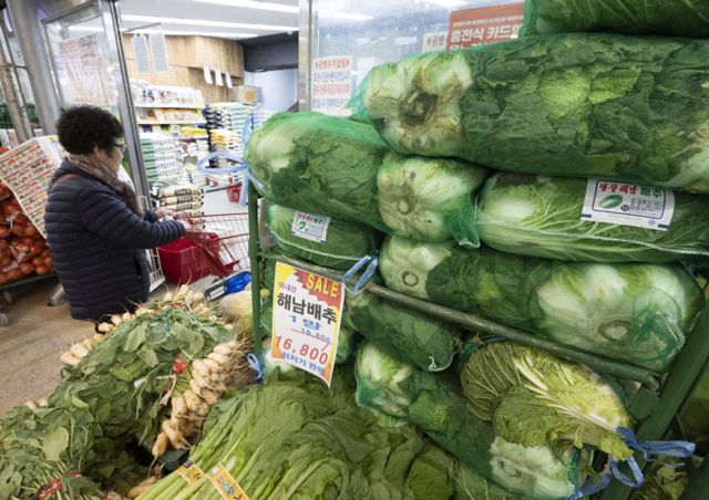 18일 서울 서대문구 영천시장 한 가게 앞에 배추가 놓여 있다. 한국농수산식품유통공사(aT) 조사에 따르면 지난 15일 기준 배추 평균 소매가격은 포기당 3천257원으로 한 달 전보다 63.3% 내렸다. /사진=뉴시스